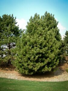 Сосна Чёрная (Pinus Nigra) купить по цене от 270.00р. в интернет-магазине «Посадика» с доставкой почтой в в Родникие и по всей России – [изображение №1].