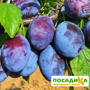 Слива Чачакская ранняя купить по цене от 229.00р. в интернет-магазине «Посадика» с доставкой почтой в в Родникие и по всей России – [изображение №1].