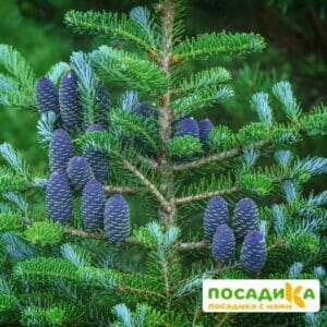 Пихта корейская (Abies koreana) купить по цене от 450.00р. в интернет-магазине «Посадика» с доставкой почтой в в Родникие и по всей России – [изображение №1].