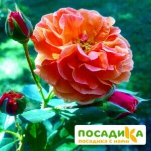 Роза Арабия купить по цене от 350.00р. в интернет-магазине «Посадика» с доставкой почтой в в Родникие и по всей России – [изображение №1].