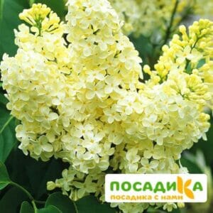 Сирень Примроуз (Primrose) купить по цене от 529.00р. в интернет-магазине «Посадика» с доставкой почтой в в Родникие и по всей России – [изображение №1].