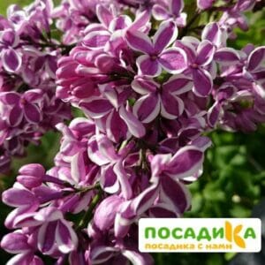 Сирень Сенсация купить по цене от 529.00р. в интернет-магазине «Посадика» с доставкой почтой в в Родникие и по всей России – [изображение №1].