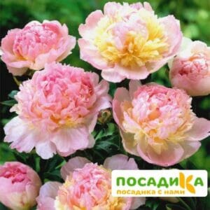 Пион Распберри Сандей (Paeonia Raspberry Sundae) купить по цене от 959р. в интернет-магазине «Посадика» с доставкой почтой в в Родникие и по всей России – [изображение №1].