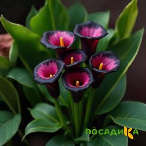 Калла Аура Лейс купить по цене от 400р. в интернет-магазине «Посадика» с доставкой почтой в в Родникие и по всей России – [изображение №1].