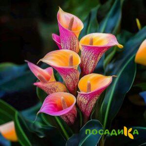 Калла Оникс купить по цене от 450р. в интернет-магазине «Посадика» с доставкой почтой в в Родникие и по всей России – [изображение №1].