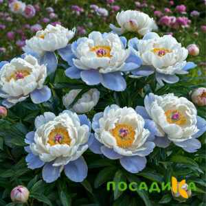 Пион акварельный Этюд купить по цене от 806р. в интернет-магазине «Посадика» с доставкой почтой в в Родникие и по всей России – [изображение №1].