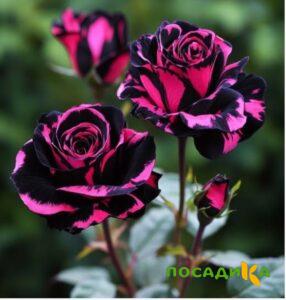 Роза Багровый Шепот купить по цене от 366р. в интернет-магазине «Посадика» с доставкой почтой в в Родникие и по всей России – [изображение №1].