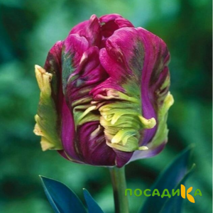 Тюльпан Экзотик Хэвен купить по цене от 186р. в интернет-магазине «Посадика» с доставкой почтой в в Родникие и по всей России – [изображение №1].