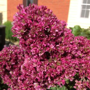 Флокс Филингс купить по цене от 329р. в интернет-магазине «Посадика» с доставкой почтой в в Родникие и по всей России – [изображение №1].