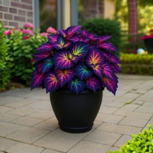 Хоста Фрости Блю купить по цене от 389р. в интернет-магазине «Посадика» с доставкой почтой в в Родникие и по всей России – [изображение №1].