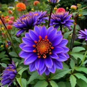 Георгин Лазурит купить по цене от 799р. в интернет-магазине «Посадика» с доставкой почтой в в Родникие и по всей России – [изображение №1].