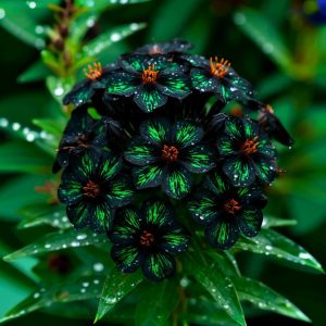 Флокс Ривьера купить по цене от 299р. в интернет-магазине «Посадика» с доставкой почтой в в Родникие и по всей России – [изображение №1].