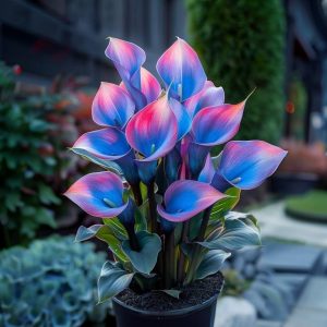 Калла Импрессия купить по цене от 590р. в интернет-магазине «Посадика» с доставкой почтой в в Родникие и по всей России – [изображение №1].