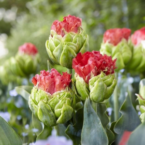 Тюльпан Бычий Глаз купить по цене от 275р. в интернет-магазине «Посадика» с доставкой почтой в в Родникие и по всей России – [изображение №1].