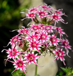 Флокс Метельчатый Путь купить по цене от 456р. в интернет-магазине «Посадика» с доставкой почтой в в Родникие и по всей России – [изображение №1].