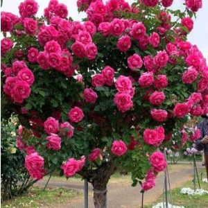 Роза Версаля купить по цене от 232р. в интернет-магазине «Посадика» с доставкой почтой в в Родникие и по всей России – [изображение №1].