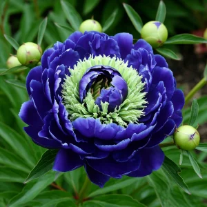 Пион Дримвивер купить по цене от 417р. в интернет-магазине «Посадика» с доставкой почтой в в Родникие и по всей России – [изображение №1].