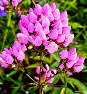 Флокс Бутоник купить по цене от 461р. в интернет-магазине «Посадика» с доставкой почтой в в Родникие и по всей России – [изображение №1].