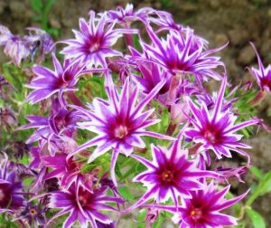 Флокс Звездное Кружево купить по цене от 361р. в интернет-магазине «Посадика» с доставкой почтой в в Родникие и по всей России – [изображение №1].