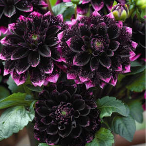 Георгин Лаванда Лейс купить по цене от 679р. в интернет-магазине «Посадика» с доставкой почтой в в Родникие и по всей России – [изображение №1].