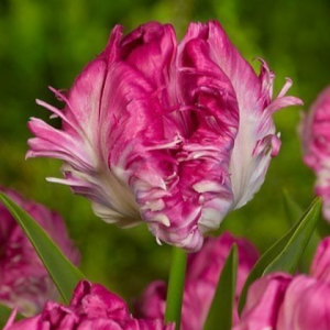 Тюльпан махровый Кул Кристал купить по цене от 400р. в интернет-магазине «Посадика» с доставкой почтой в в Родникие и по всей России – [изображение №1].