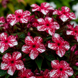 Флокс Ливер Гриммер купить по цене от 590р. в интернет-магазине «Посадика» с доставкой почтой в в Родникие и по всей России – [изображение №1].